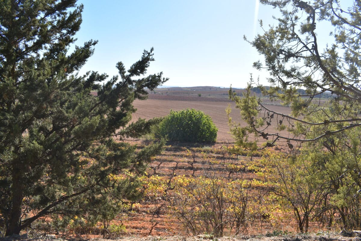 bodega-vera-de-estenas