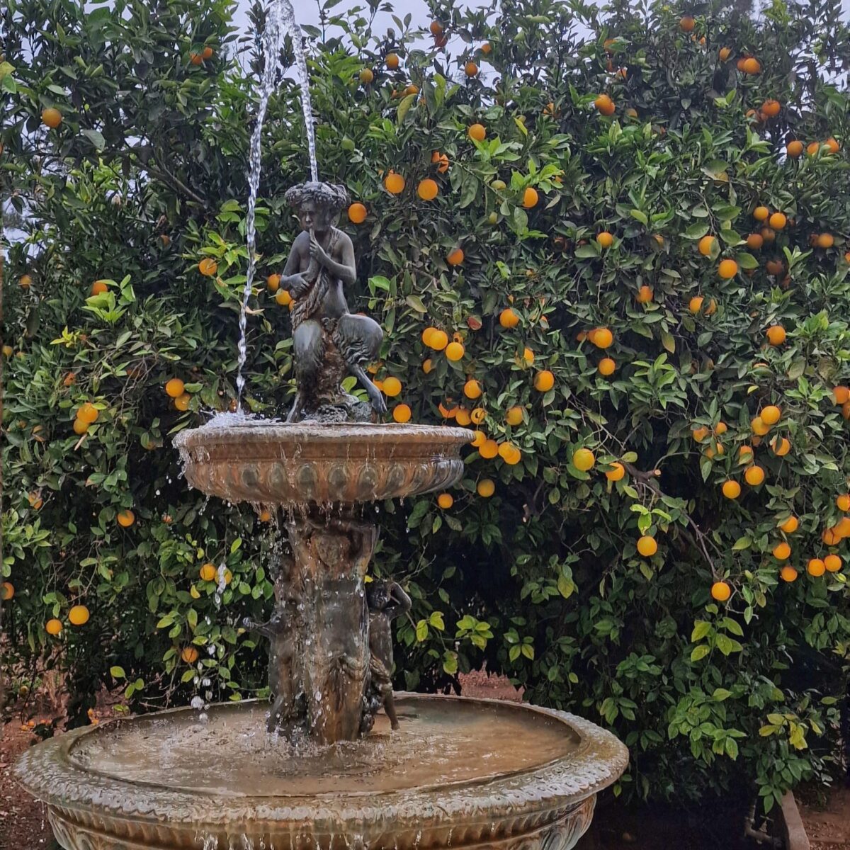 naranjas-huerto