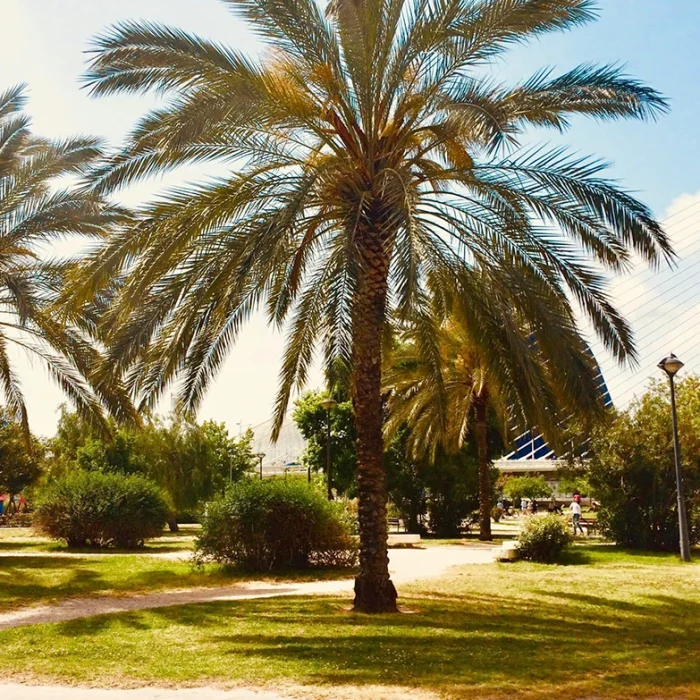 Planes Gratis en Valencia: Disfruta de la Ciudad Sin Gastar un Euro