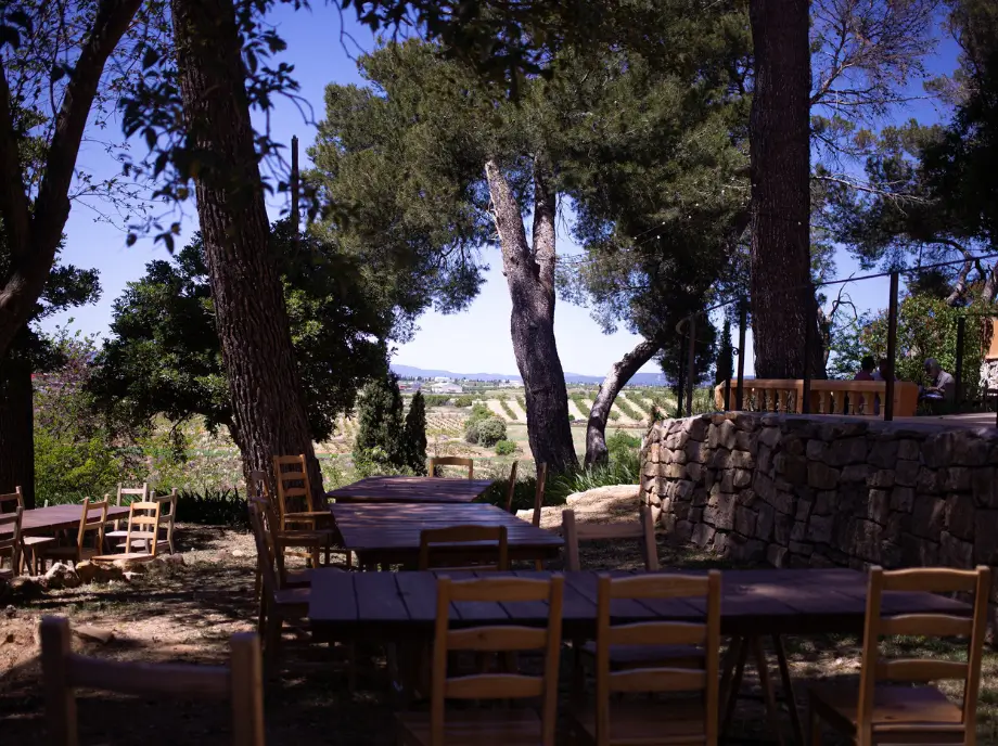 Wine and cheese tasting in the open air in Utiel-Requena