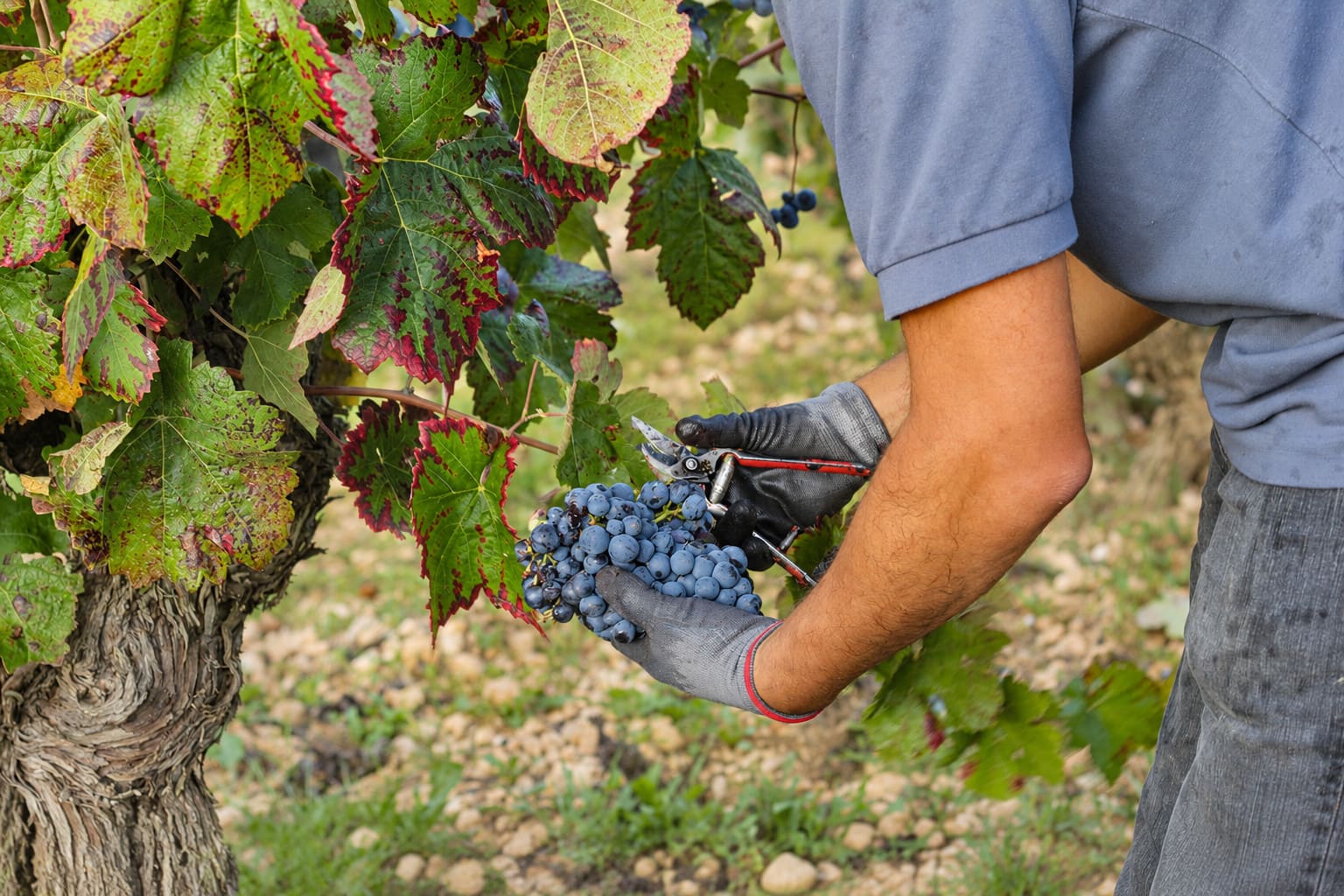 grape harvest at the wineries in Utiel-Requena, near Valencia