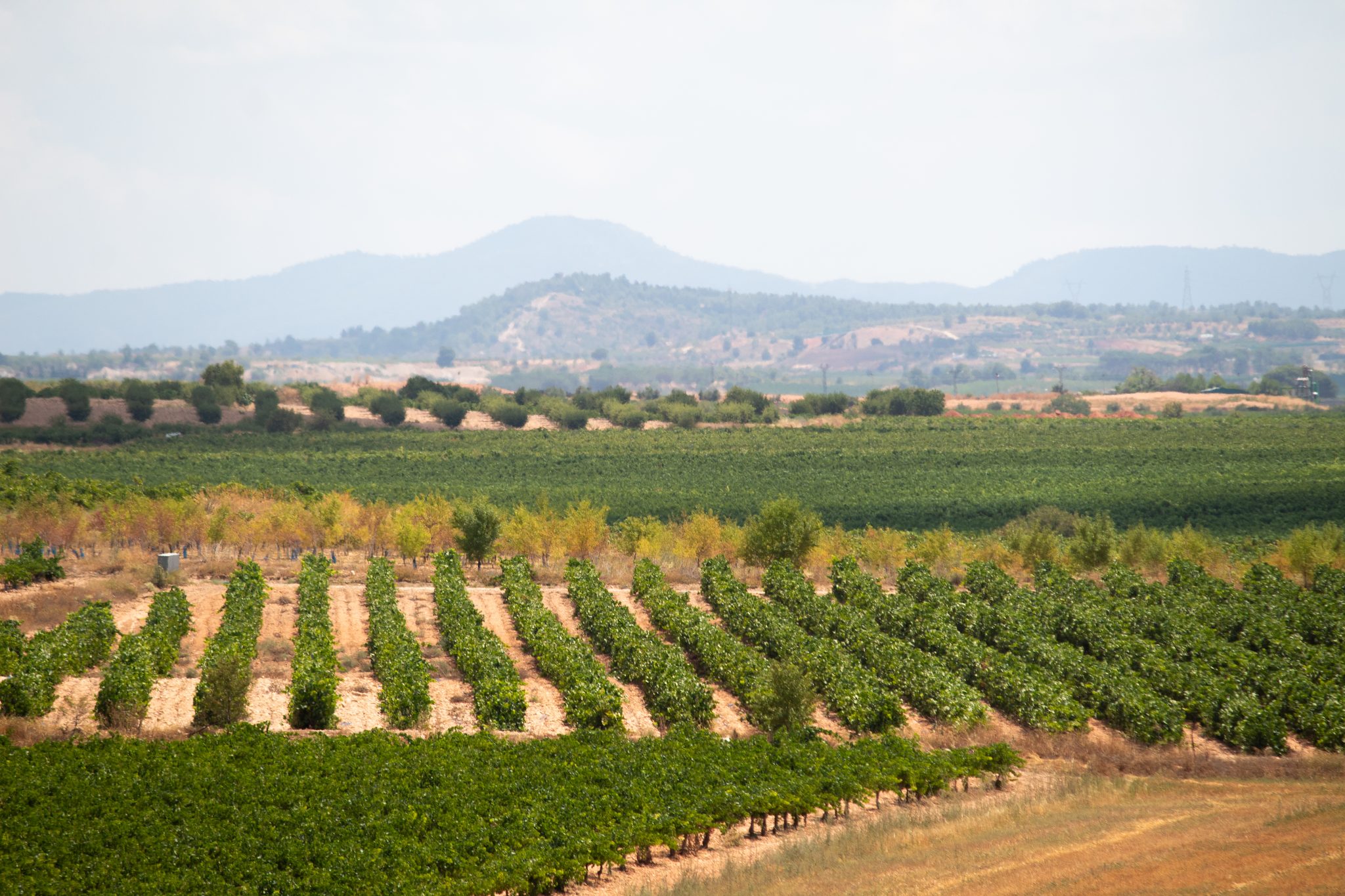 Paesaggio dei vigneti di Requena con le montagne sullo sfondo