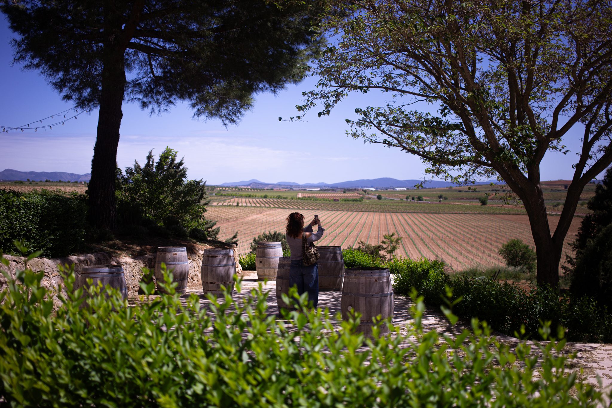 I vigneti di Requena visti dalla cantina con le botti di vino