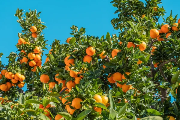 img-blog-do-not-eat-oranges-streets